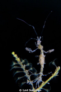 "Beautiful lady" 
Skeleton Shrimp
 by Iyad Suleyman 